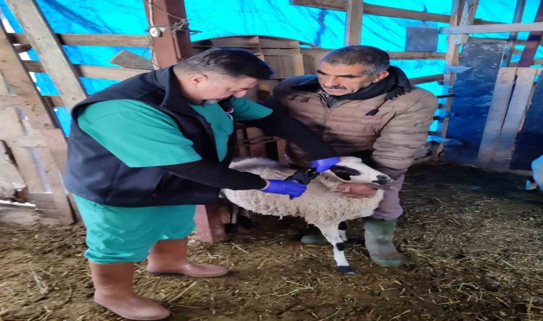 Sökede küçükbaş hayvanların aşılanması devam ediyor