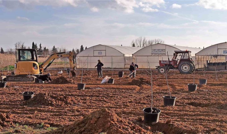 Tekirdağda 500 meyve fidanı toprakla buluşuyor