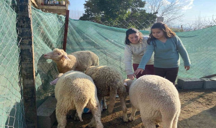 Telef olan koyunları için gözyaşı döken Melekin yüzünü Başkan İba güldürdü