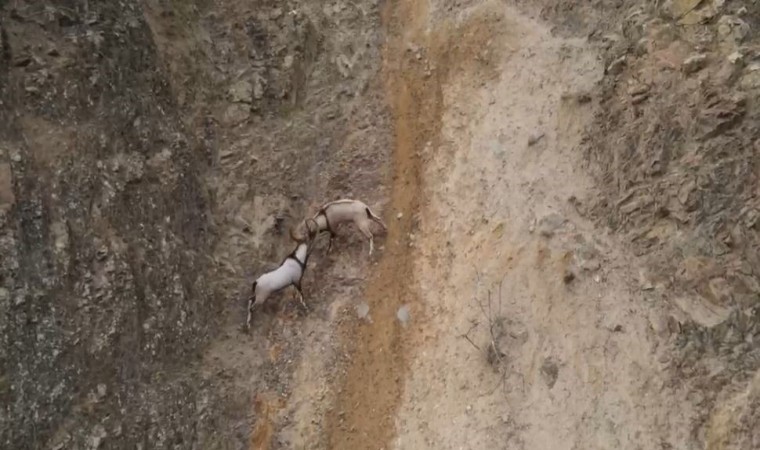 Yaban keçilerinin sarp kayalıklardaki kavgası dronla görüntülendi