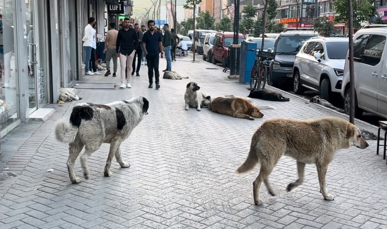 Yüksekovalı vatandaşlar tepkili: Sokak köpekleri bir an önce toplatılsın