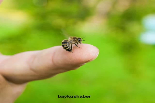 Arı Sokmasına Ne İyi Gelir?