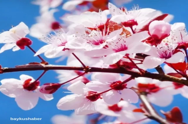 Baharın Müjdecisi: Nevruz