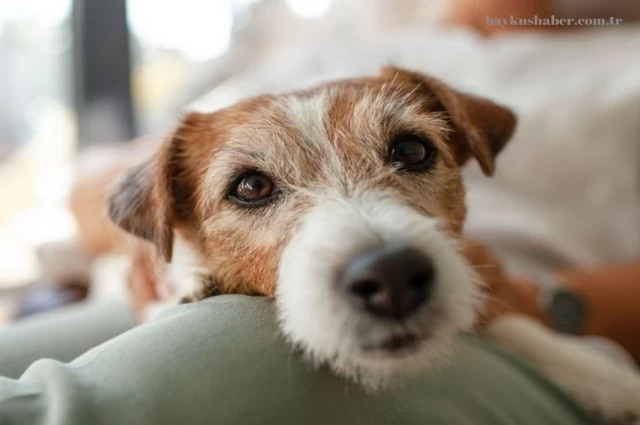 Köpek Bakımı Nasıl Yapılır?