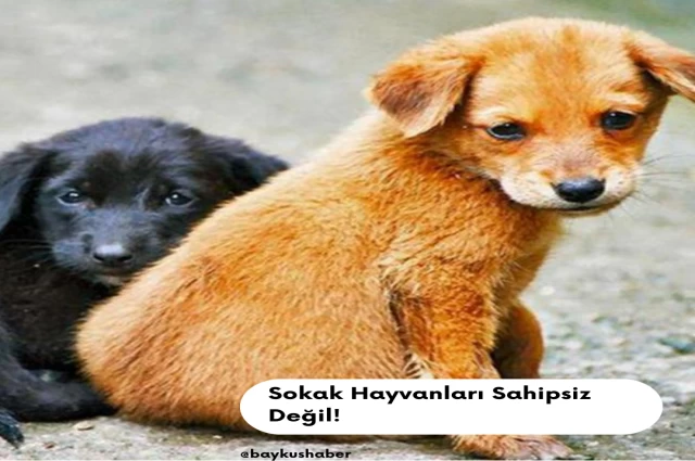 Sokak Hayvanları Sahipsiz Değil!