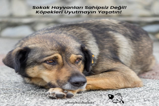 Sokak Hayvanları Sahipsiz Değil! Köpekleri Uyutmayın Yaşatın!