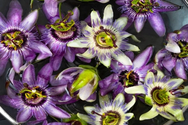 Kaygılardan Uzaklaşmak İçin Doğal Çözüm: Passiflora (Çarkıfelek Çiçeği)