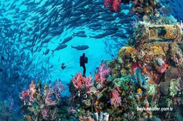 Kızıldeniz'in Zengin Deniz Yaşamı