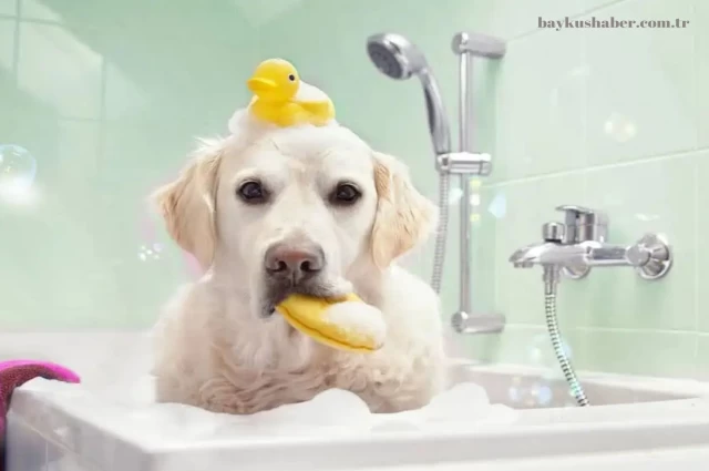 Köpekler İçin Banyo Zamanı: Köpekler Nasıl Yıkanır?