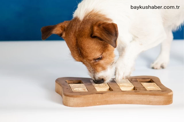 Köpeklerin Zekasını Geliştirecek Oyun Önerileri