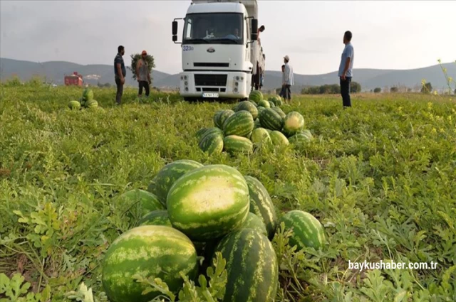 Osmaneli’nin Meşhur Karpuzunun İlk Hasadı Başladı!