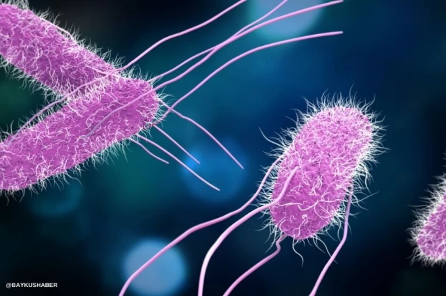 Salmonella Nedir, Belirtileri Nedir? Salmonella Nasıl, Nelerden Bulaşır?