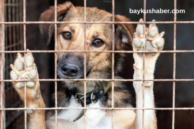 Dünyanın Dört Ayaklı Kahramanları Köpekler Sahipsiz Değil