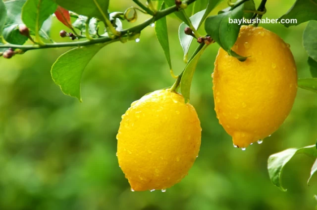 Fiyatı Rekor Seviyeye Gelen Limon'un Faydaları