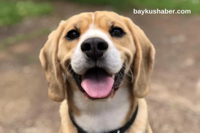 İnsanların Tarih Boyu Dostu Köpekler