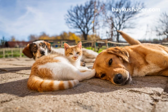 Köpeklerin Doğası? Köpeklerin Kalbinizi Isıtacak İçgüdüleri