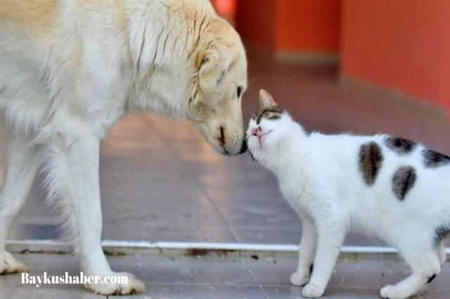 Sokak Hayvanları Yasası Komisyonda Kabul Edildi: Köpekler Toplanıyor