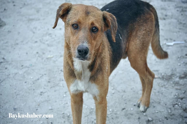 Veterinerler Açıkladı: Sokak Köpeklerinin Uyutulması Fare ve Yılan Sayısını Artırır?