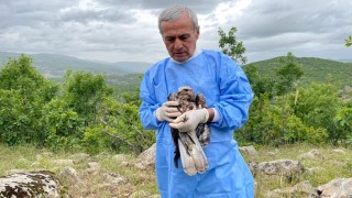 Kemik nakliyle sağlığına kavuşan şahin, tedavisinin ardından doğaya salındı