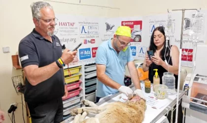 Almanya’dan ’depremzede’ sokak hayvanları için geldiler