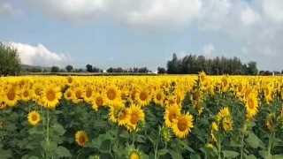 Ayçiçekleri kendini gösterdi, Osmaniyede ekim alanı genişliyor