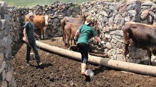 Hayvan aşılama ve küpeleme çalışmaları devam ediyor