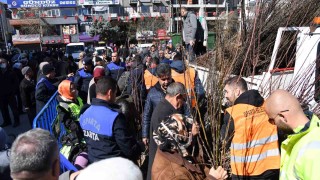 Isparta Belediyesi cuma günü 10 bin adet armut fidanını ücretsiz dağıtacak