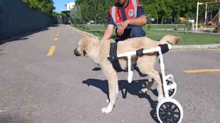 Jandarma, ayağı sakat köpeğe plastik borudan yürüteç yaptı