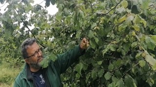 Karadenizde sağanak yağışlar ve güneşsiz geçen günler fındık üreticilerini kara kara düşündürüyor