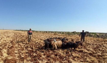 Kiliste kaybolan 15 küçükbaş hayvanı Jandarma buldu