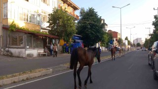 Kırklarelinde başıboş atlar trafiği tehlikeye sokuyor