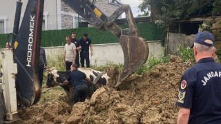 Kuyuya düşen büyükbaş, kepçeyle kurtarıldı