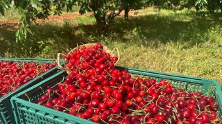 Osmaniyede ihracatlık kiraz hasadı başladı