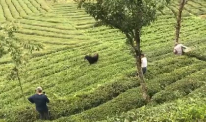 Rize’de kaçan boğa sakinleştirici iğne ile yakalandı