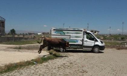 Sahibinin elinden kaçan dana pazar yerini birbirine kattı