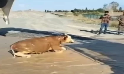 Sulama kanalında sürüklenen boğa kepçe ile kurtarıldı