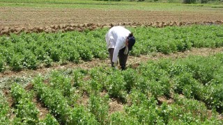 Tokatta anason üretimi için araştırma yapılıyor