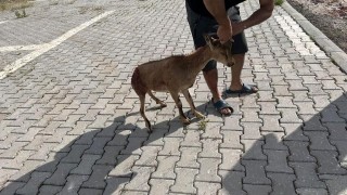 Tuncelide yaralı bulunan dağ keçisi koruma altına alındı