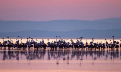 Tuz Gölü’nün yavru flamingoları