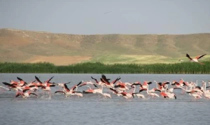 Yağışlarla birlikte Seyfe Gölü’nde doluluk oranı yüzde 80’e ulaştı