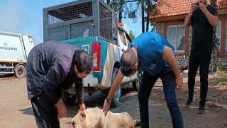 Yaylalardaki yaralı sokak hayvanlarına tedavi