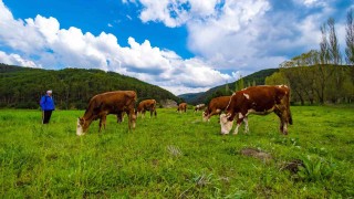 Yozgat yağışlarla birlikte yeşile büründü