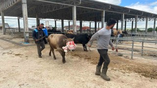 Yozgatta hayvan pazarları kurulmaya başladı