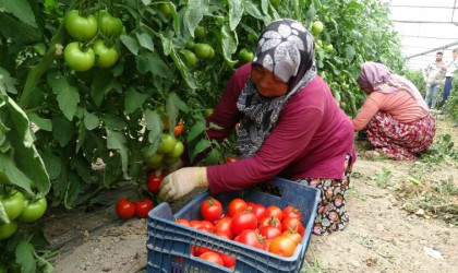 2 bin 500 nüfuslu köy, hasada yetişemeyince komşu köylerden tarım işçisi kiralanıyor