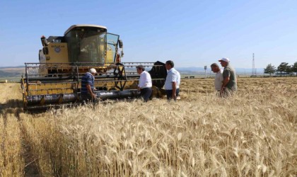 Amasyada meslek lisesinden 40 ton buğday hasadı