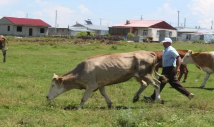 Ardahan il genelinde şap karantinası