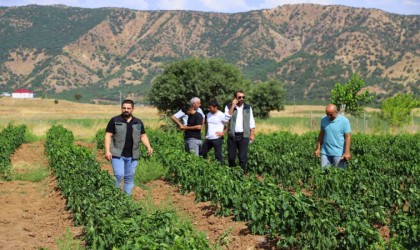 Bingölde sebze fideleri ile silajlık mısırlar denetlendi