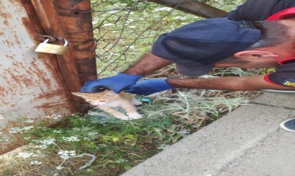 Bingölde tellere sıkışan yavru kediyi itfaiye kurtardı