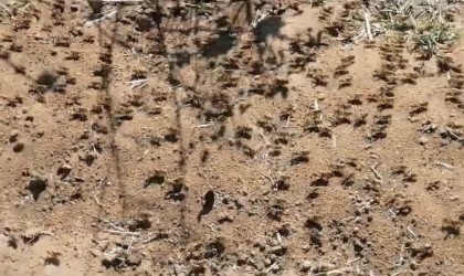 Çekirge istilasının sebebi oldu: Sırada büyük bir istila daha var