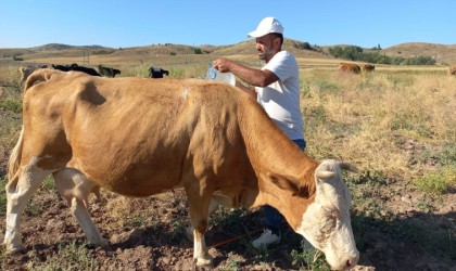 Çobanlar sıcaktan bunalan hayvanları, pet şişelerle su dökerek serinletiyor